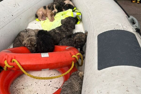 Manisa’da çaya düşen 9 köpek yavrusu kurtarıldı Manisa’da çaya düşen 9 köpek yavrusu kurtarıldı
