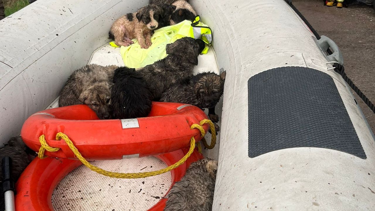 Manisa’da çaya düşen 9 köpek yavrusu kurtarıldı
