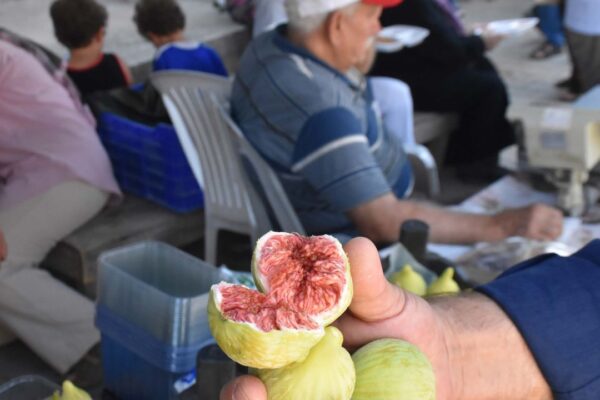 Bardacık incirinde rekolte yüz güldürdü! Bardacık incirinde rekolte yüz güldürdü!